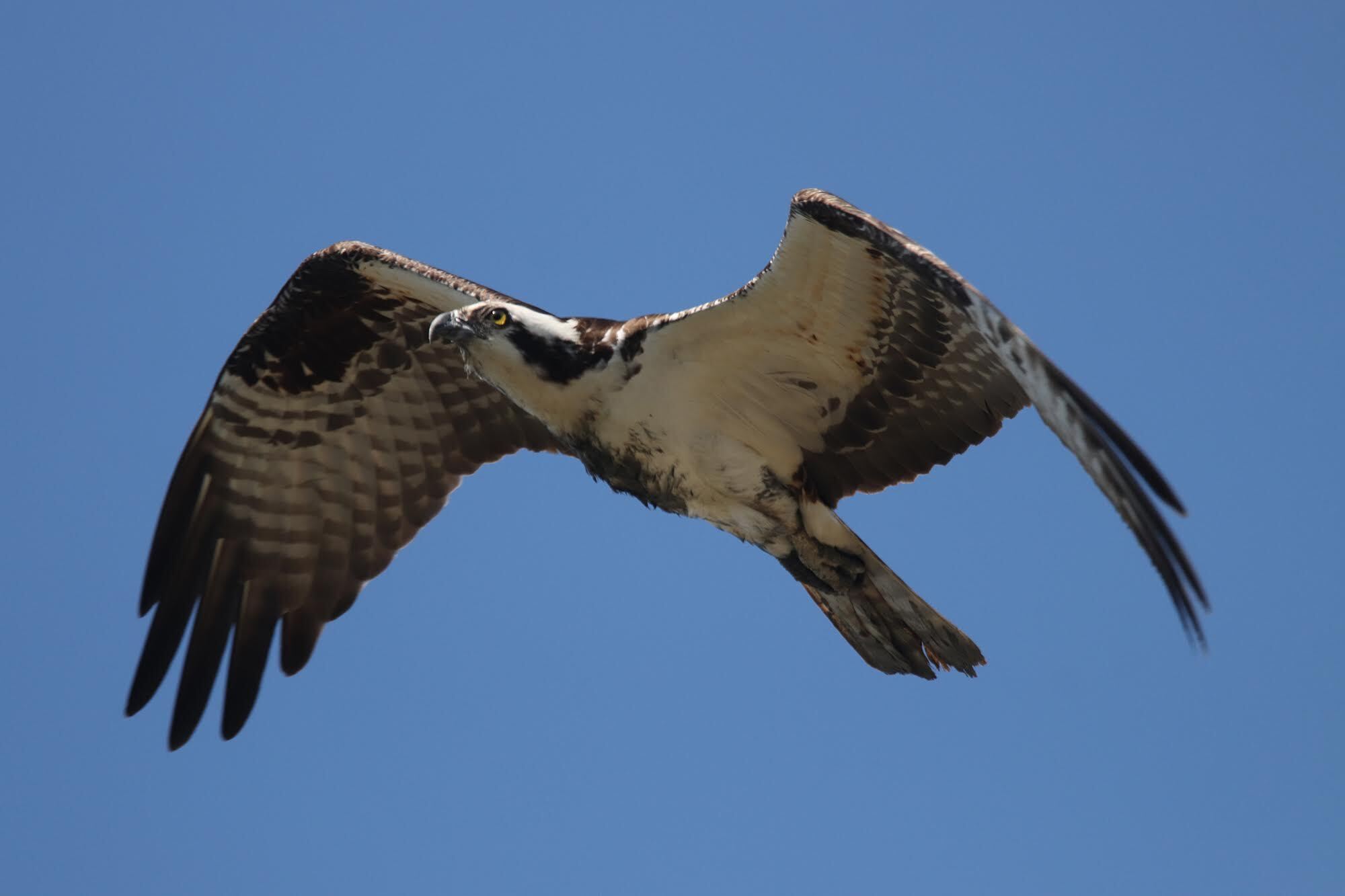 Osprey Nation Holds On | New Haven Independent